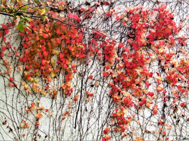 istock Japan. November. Autumn leaves. Natural decor. 2042008833