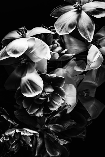 Black and white image of tulip bouquet