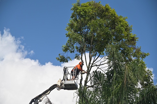 Brisbane - Feb 27  2023:Arborists cutting branch of a tree with chainsaw using truck-mounted lift.Arborists is tree care professional who trained and certified to provide specialized care for trees.