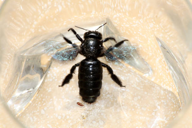 istock Tropical carpenter bee (Xylocopa latipes) trapped inside a glass vessel : (pix Sanjiv Shukla) 2042021831