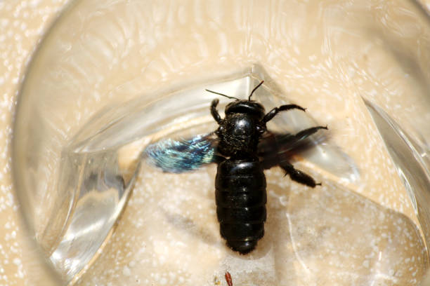istock Tropical carpenter bee (Xylocopa latipes) trapped inside a glass vessel : (pix Sanjiv Shukla) 2042021832