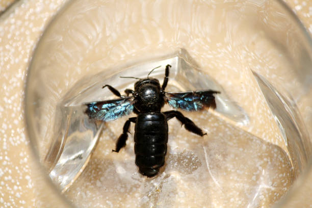 istock Tropical carpenter bee (Xylocopa latipes) trapped inside a glass vessel : (pix Sanjiv Shukla) 2042021833