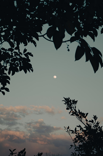 small moon in the sunset clouds behind the leaves of trees. this is the colour graded version of the photo