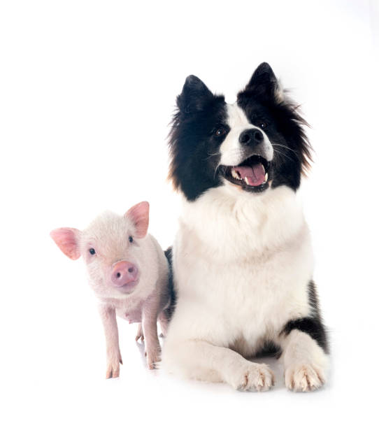 istock miniature pig and dog in studio 2042034881