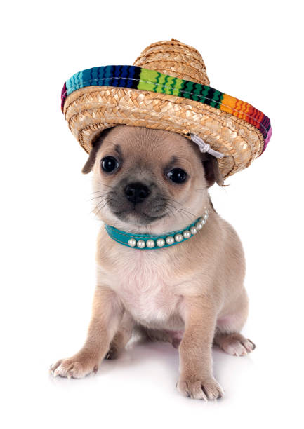 istock puppy chihuahua in studio 2042035416