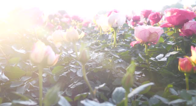 Sunny flower floral soft roses sunbeam blossom blurred background. Sunbeam shining through Pastel pink roses romance bloom spring season soft ray light. Petals blossom in beautiful garden