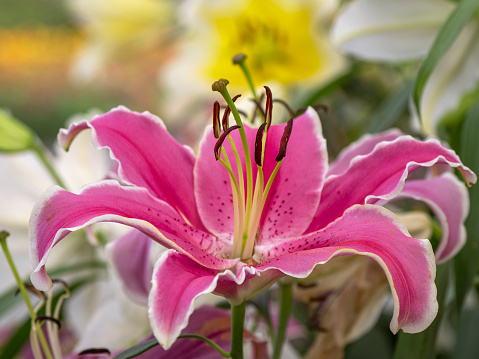 Pink Asiatic lily flower in the garden
