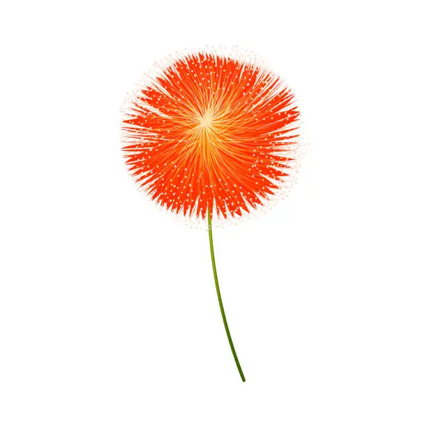 Vector illustration of Vector red allium flower on white background
