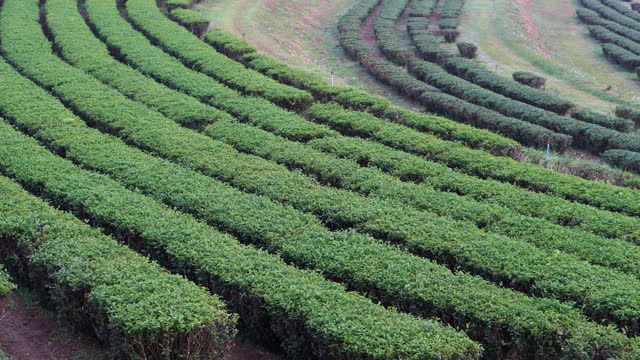 Fresh Green tea tree leaves in eco herbal farm. Tree tea plantations in morning sun light. Freshness herbal green natural garden farmland. Drinking organic relax heath plant. Green tea tree in farm.