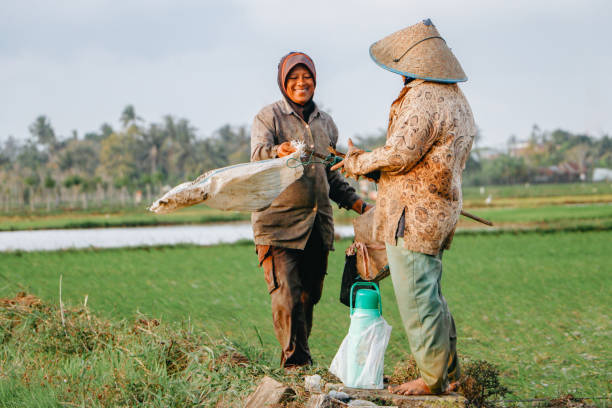 Aceh, Indonesia - 01/23/2024: A number of farmers plant rice in their rice fields in Aceh province, Aceh Besar, Indonesia.