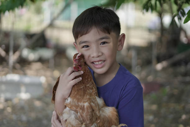 istock Close-up Boy holding a chicken 2042083353