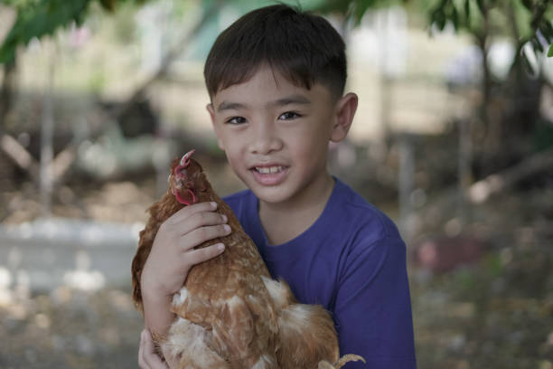 istock Close-up Boy holding a chicken 2042083354