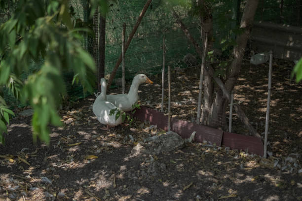 Many ducks are in the garden.