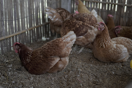 Chicken sitting and incubating eggs