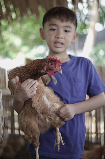 Boy holding a chicken in the garden