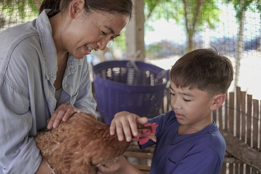 Woman holds chicken for boy to touch