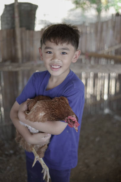 istock Boy holding a chicken in the garden 2042084010