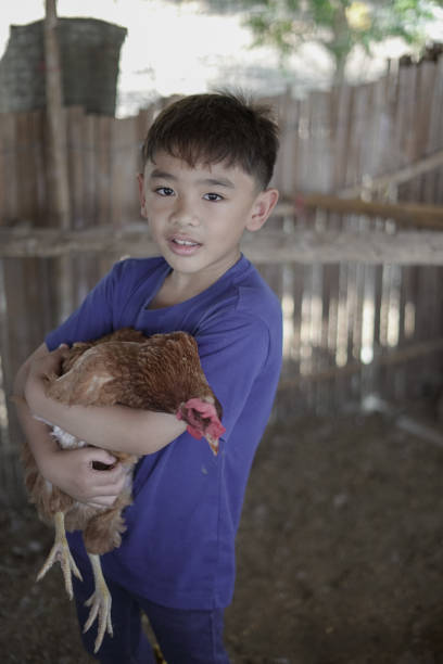 istock Boy holding a chicken in the garden 2042084012