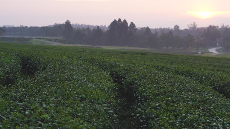 Fresh Green tea tree leaves in eco herbal farm. Tree tea plantations in morning sun light. Freshness herbal green natural garden farmland. Drinking organic relax heath plant. Green tea tree in farm.