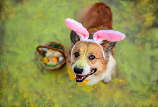 charming corgi puppy in Easter bunny ears sits in the spring garden with a basket of eggs sprinkled with Holly paints