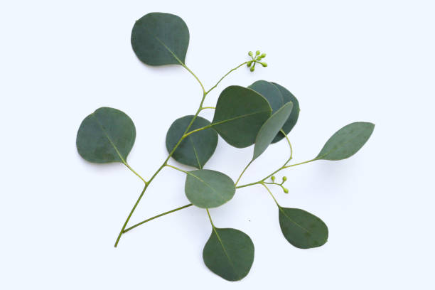 istock Eucalyptus leaves on white background. Green leaf branches. 2042138106