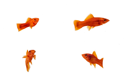 Goldfish photographed in aquarium 