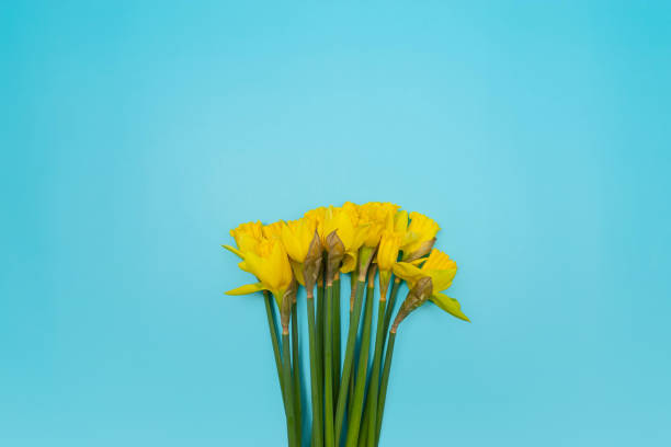 istock Top view of yellow daffodils on blue background. Spring colourful composition. 2042157971