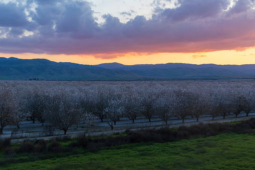 Colorful Sunset over Almond Blooming Orchards near Modesto, Stanislaus County, California.