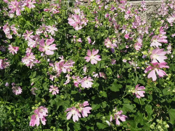 Malva thuringiaca, Lavatera thuringiaca, garden tree-mallow, is species of flowering plant in the mallow family Malvaceae. Herbaceous perennial plant. The flowers are pink with five petals. Flowerbed.