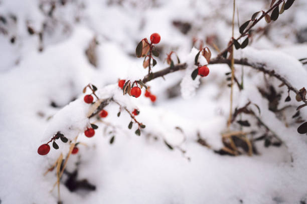 Snow-covered tree with berries, creating a wintery growth scene
