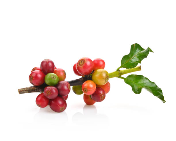 istock Red coffee beans , ripe berries isolated on white background 2042171689