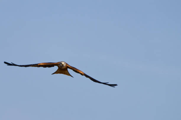 istock Red kite (Milvus milvus) flying against a clear blue sky 2042184704