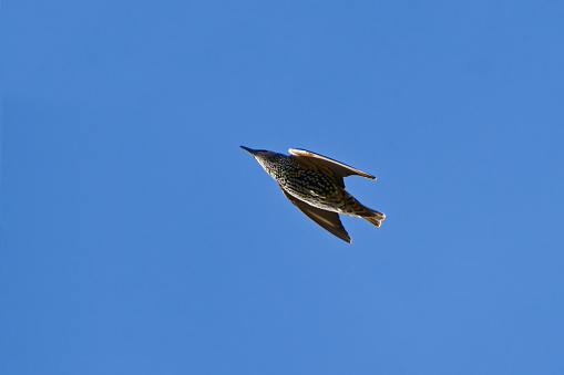 A common starling (Sturnus vulgaris) soaring high in the sky
