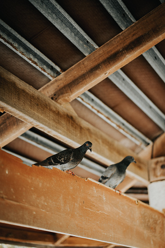 Close up shot of pigeons standing on roof