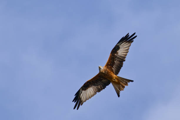 istock Red kite (Milvus milvus) flying against a clear blue sky 2042185238