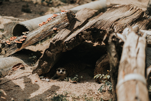 Meerkat hiding under tree log