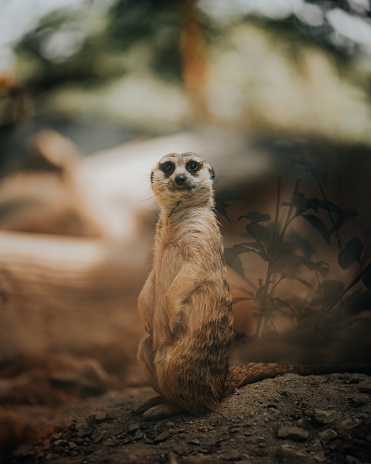 A suricate stands on the branch of a tree in the Kgalagadi park in South Africa. It is vigilant for danger from predators, including birds of prey. 