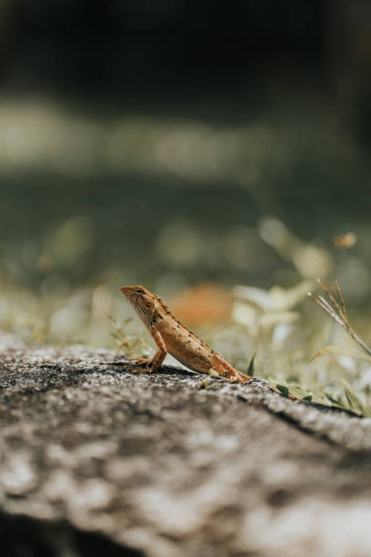 istock Close up of lizard sunbathing 2042187880