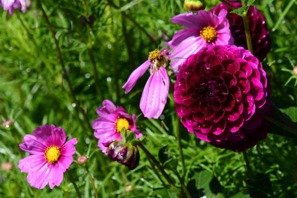 ダリアとコスモス - flower arrangement wildflower bouquet dahlia ストックフォトと画像