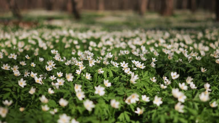 Beautiful White Anemone Flowers Blooming In The forest