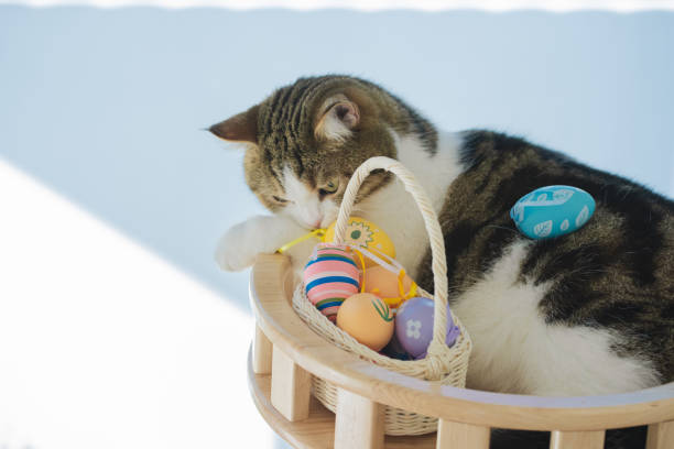 easter holiday concept with scottish cat play colorful egg put in basket and put on table