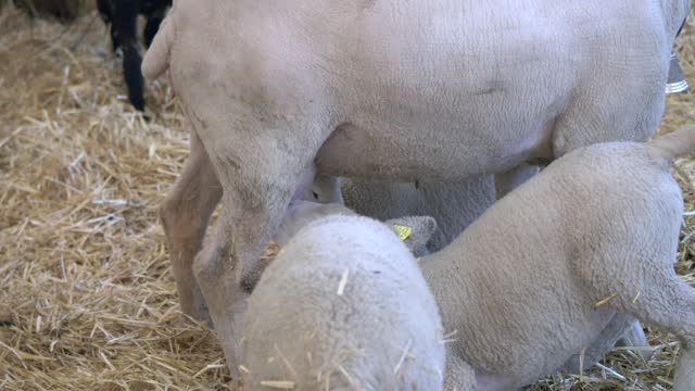 Slow motion footage of a sheep lamb trying to nurse from its ewe while its siblings are nursing