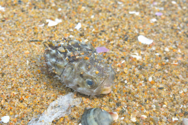 istock Dead Fish on beach of sand. 2042204277
