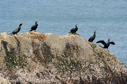 A group of great cormorants resting on a rock by the sea