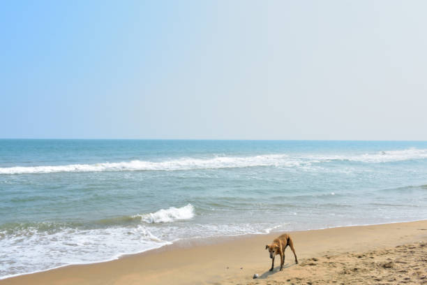 Stray dog on beach with ocean in background.