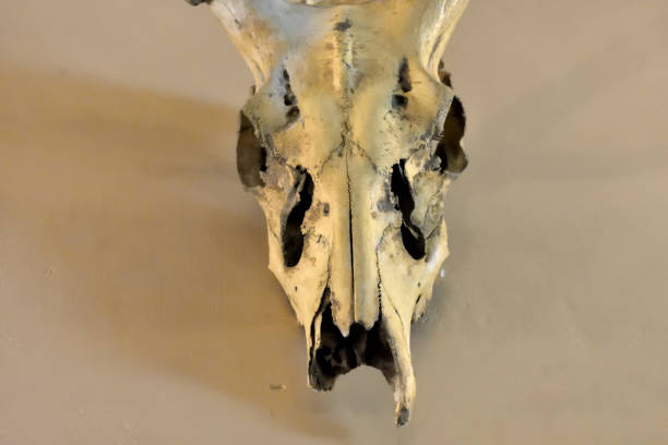 istock Close up of a skull hanging on room wall. 2042214405