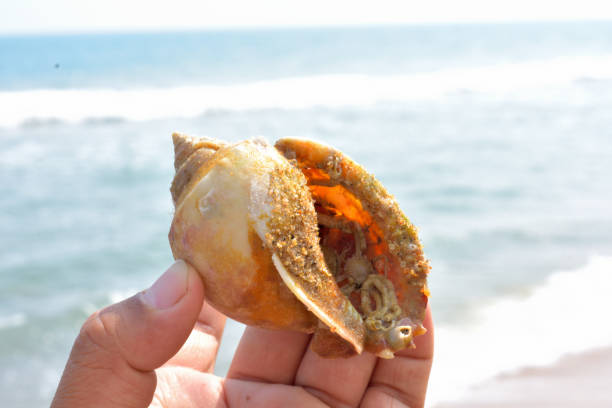 istock Hand holding a colorful seashell. 2042214425