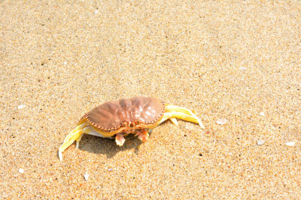 istock Crab on the beach in India. 2042214427