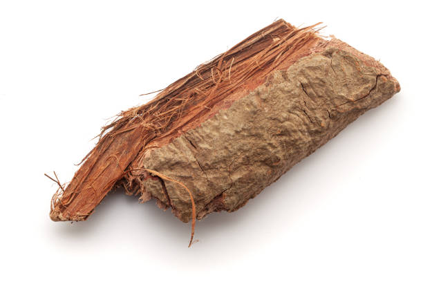 Closeup of Arjuna Barks (terminalia arjuna), isolated on white background.