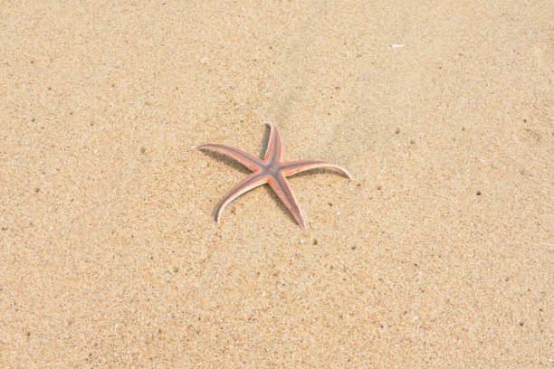 Starfish on an Indian beach.